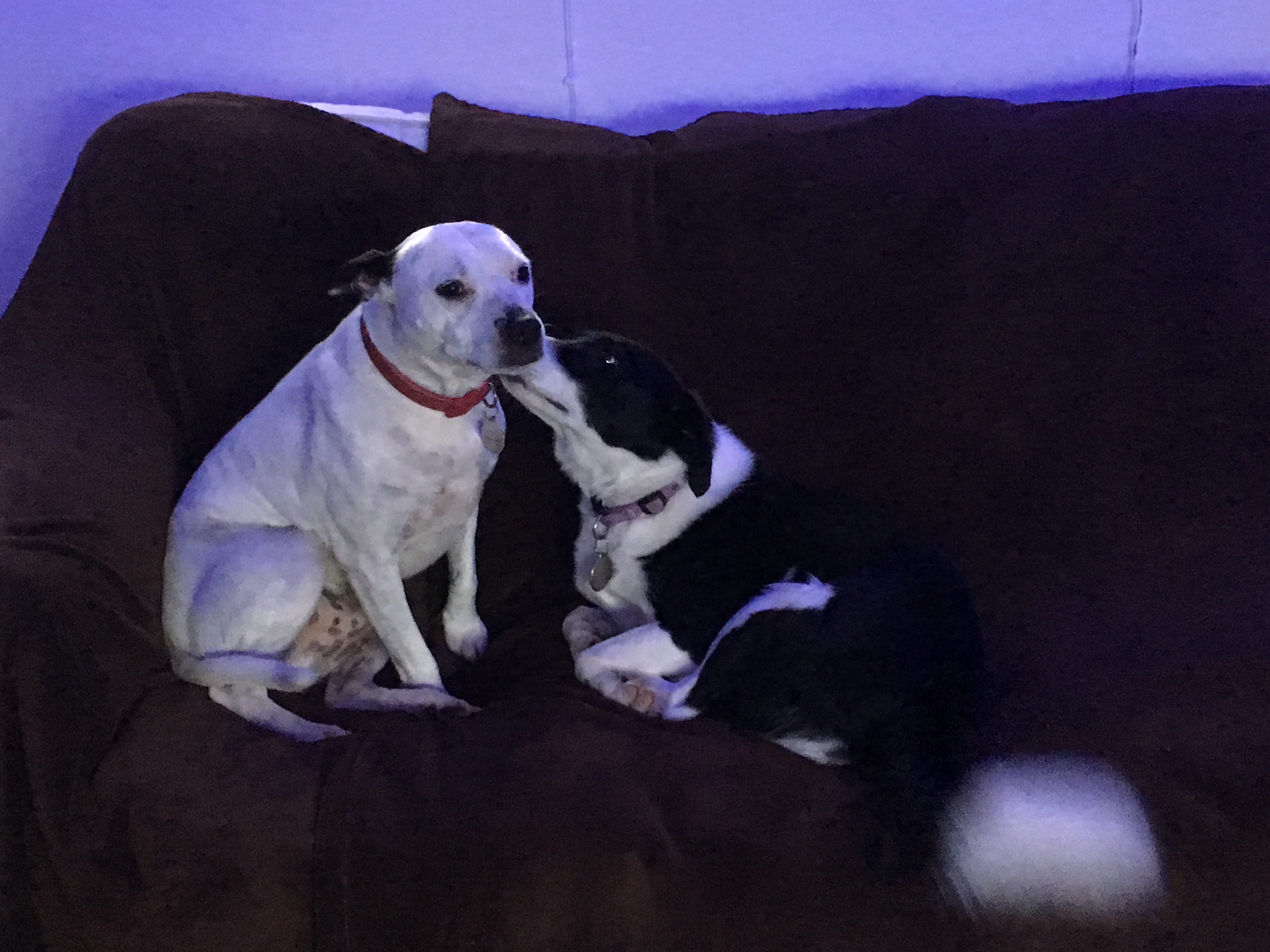 Ceredigion Dog Boarding Quality Canine Care for dogs in a relaxed