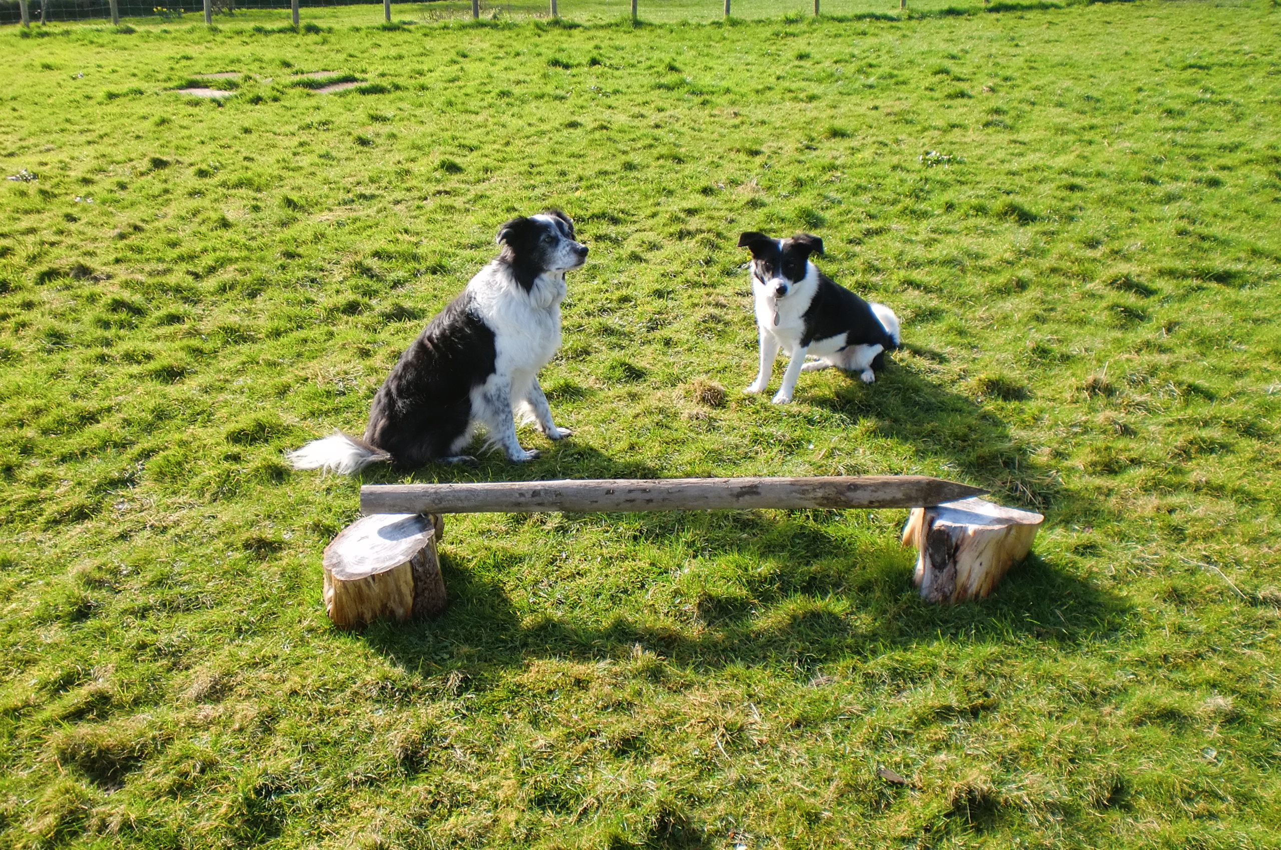 Ceredigion Dog Boarding Quality Canine Care for dogs in a relaxed