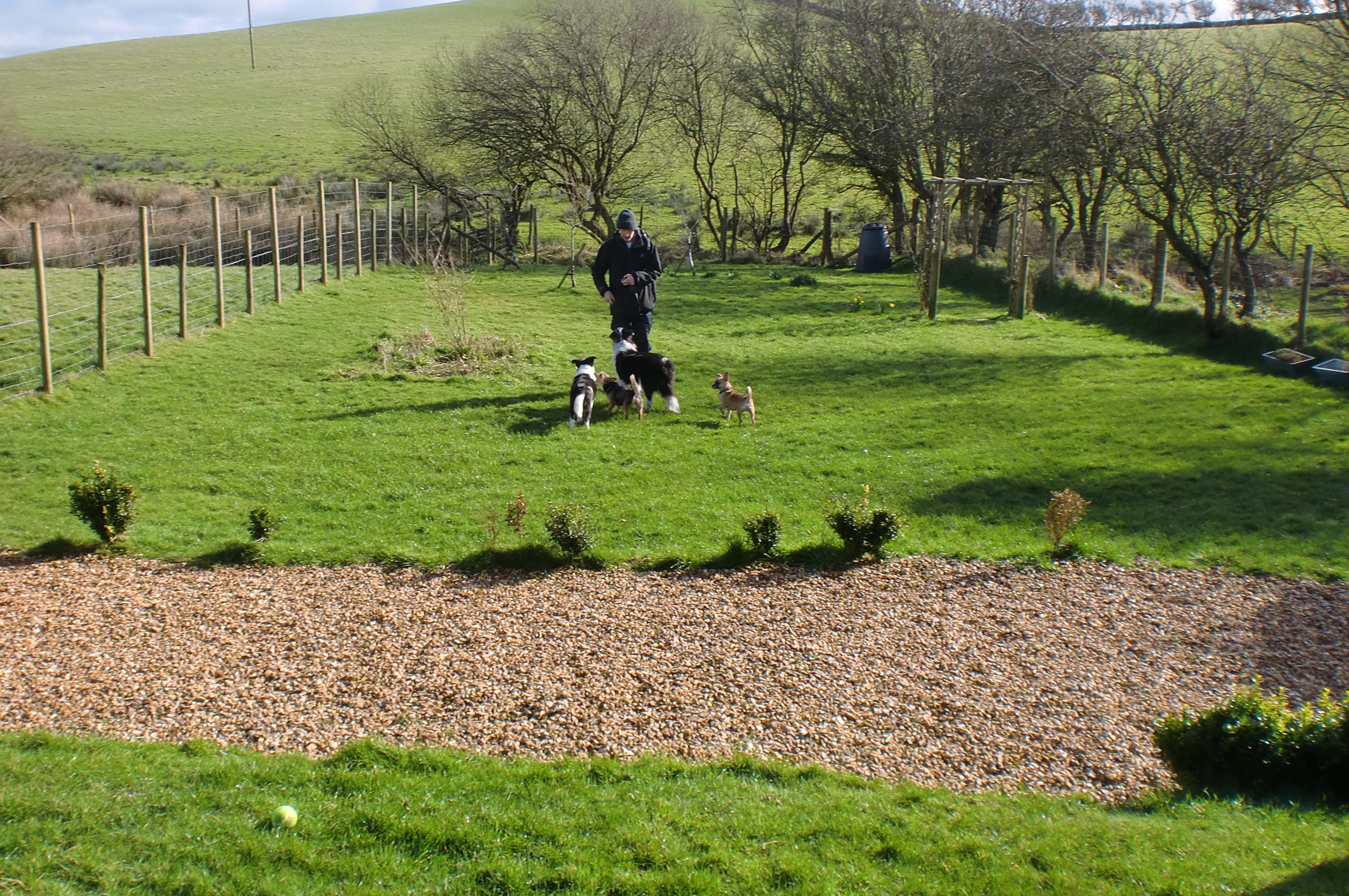 Ceredigion Dog Boarding Quality Canine Care for dogs in a relaxed